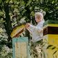 Jak zrobić miód z propolisem? Kompletny przepis i porady eksperta